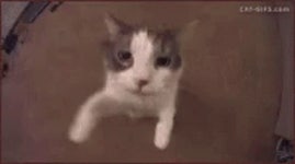 Kiss Cat GIF - Kiss Cat - GIF 탐색 및 공유