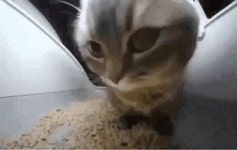 Cat Kitty GIF - Cat Kitty Cute cat - GIF 탐색 및 공유