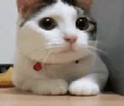 Cat GIF - Cat - GIF 탐색 및 공유