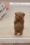 Dog Puppy GIF - Dog Puppy Cute puppy - GIF 탐색 및 공유