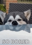 Sleepy Viralhog GIF - Sleepy Viralhog Relax - GIF 탐색 및 공유