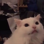 Cat Thurston Waffles GIF - Cat Thurston Waffles Meow - GIF 탐색 및 공유
