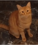 Meow Cat GIF - Meow Cat Orange - GIF 탐색 및 공유