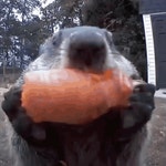 도랏커피 | Sweet Potato GIF | Tenor