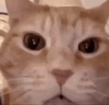 Orange Cat Laughing GIF - Orange cat laughing - GIF 탐색 및 공유
