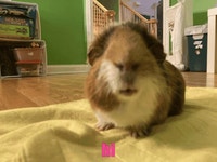 Hi Guinea Pig GIF - Hi Guinea Pig Hello There - GIF 탐색 및 공유