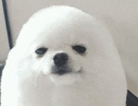Smile Egg Dog GIF - Smile Egg Dog Dog - GIF 탐색 및 공유