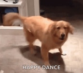 Excited Dog GIF - Excited Dog Happy - GIF 탐색 및 공유