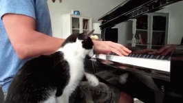 Practice Can Wait, ItS Me Time! GIF - Piano Cat Pet - GIF 탐색 및 공유