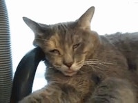 Bad Dream Cat GIF - Bad Dream Cat - GIF 탐색 및 공유