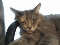Bad Dream Cat GIF - Bad Dream Cat - GIF 탐색 및 공유