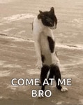 Come At Me Bro GIF | Tenor