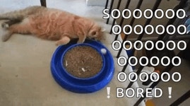 So Bored GIF - So Bored Cat - GIF 탐색 및 공유