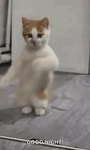 Dancing Cat Dance GIF - Dancing cat Dance Cat - GIF 탐색 및 공유