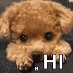 Hi Hello GIF - Hi Hello Greet - GIF 탐색 및 공유