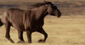 Stallion GIF | Tenor
