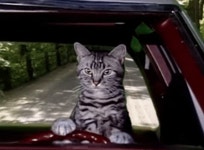 Cat driving GIFs - Get the best GIF on GIPHY Cat Driving GIFs - Get the best GIF on GIPHY