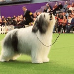 Dog GIF by Westminster Kennel Club - Find & Share on GIPHY