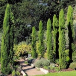Outdoor Plants & Seeds | Italian Cypress Conifer Tree Cupressus Sempervirens Plant 18L Pot 1.5m - 1.7m | Plant Theory