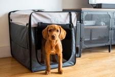 Pet Carriers & Travel Products | Folding Fabric Travel pet Crate | Henry Wag