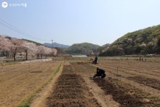 우리 가족만의 친환경 텃밭 생겼어요! 양평 교동농장 체험기 | 서울시 - 내 손안에 서울