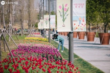 봄날의 꽃을 좋아하세요? 서울식물원 봄꽃 12만본 전시 | 서울시 - 내 손안에 서울 봄날의 꽃을 좋아하세요? 서울식물원 봄꽃 12만본 전시