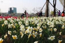 봄꽃에 진심인 당신께, 서울식물원 추천! | 서울시 - 내 손안에 서울 봄꽃에 진심인 당신께, 서울식물원 추천!