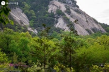 예쁜 봄에 풍덩! 불암산 철쭉동산 | 서울시 - 내 손안에 서울