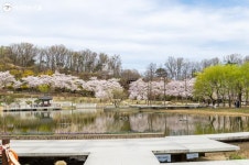 벚꽃이 너무 황홀해! 북서울꿈의숲 | 서울시 - 내 손안에 서울 벚꽃이 너무 황홀해! 북서울꿈의숲