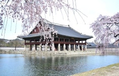 고궁에 찾아온 봄 향기 | 서울시 - 내 손안에 서울 고궁에 찾아온 봄 향기