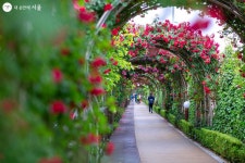 중랑천 가득, 예쁨이 활짝! 서울장미축제 | 서울시 - 내 손안에 서울 중랑천 가득, 예쁨이 활짝! 서울장미축제