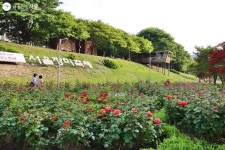 서울의 장미 명소? 딱 3곳만 기억하세요! | 서울시 - 내 손안에 서울