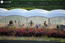 [포토에세이] 지금 서울은 온통 장미장미해 | 서울시 - 내 손안에 서울