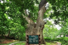 남산예장공원 개장으로 마침표를 찍은 남산 르네상스! | 서울시 - 내 손안에 서울 남산예장공원 개장으로 마침표를 찍은 남산 르네상스!