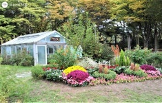 메밀꽃 필 무렵, 가을꽃 구경은 서울대공원에서! < 공지사항(상세) < 새소식 | 서울문화포털......  새소식 > 공지사항(상세) > 메밀꽃 필 무렵, 가을꽃... 