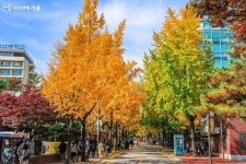 전통과 근대의 만남, 정동길에서 보내는 가을 | 서울시 - 내 손안에 서울 전통과 근대의 만남, 정동길에서 보내는 가을