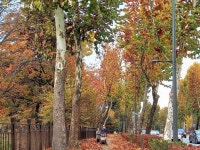 사각사각 화랑로 낙엽길 걸으며 가을 힐링을! | 서울시 - 내 손안에 서울