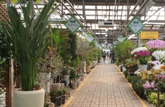 미리 만나 봄! 지금 가면 더 좋은 양재꽃시장 | 서울시 - 내 손안에 서울