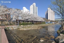 벚꽃비 내린다! 송파둘레길 21km 따라 펼쳐진 벚꽃8경 | 서울시 - 내 손안에 서울