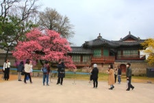 지금 서울의 궁은 알록달록 꽃대궐이 한창! < 공지사항(상세) < 새소식... 새소식 > 공지사항(상세) > 지금 서울의 궁은 알록달록 꽃대궐이 한창!