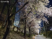 서초구에 녹색길 따라 걷고 싶은 산책로가 생겼다! | 서울시 - 내 손안에 서울 서초구에 녹색길 따라 걷고 싶은 산책로가 생겼다!