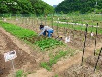 친환경 농장 분양받았어요! 노년에 첫 도시농부 도전 | 서울시 - 내 손안에 서울 친환경 농장 분양받았어요! 노년에 첫 도시농부 도전