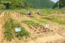 친환경 농장 분양받았어요! 노년에 첫 도시농부 도전 | 서울시 - 내 손안에 서울 친환경 농장 분양받았어요! 노년에 첫 도시농부 도전