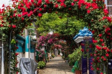 서울 장미 명소는 어디? 더 늦기 전에 가야 할 이곳! | 서울시 - 내 손안에 서울 서울 장미 명소는 어디? 더 늦기 전에 가야 할 이곳!