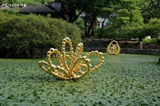 정동 정원에 황금빛 구슬꽃이 피었습니다 | 서울시 - 내 손안에 서울