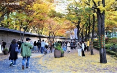 돌담길부터 가로수 뜨개옷 전시까지! 가을엔 덕수궁 한 바퀴~ < 공지사항... 새소식 > 공지사항(상세) > 돌담길부터 가로수 뜨개옷 전시까지! 가을엔... 