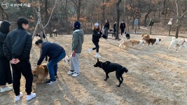 우리 댕댕이 마음껏 뛰어놀 수 있개! 반려견 놀이터 가요 | 서울시 - 내 손안에 서울 우리 댕댕이 마음껏 뛰어놀 수 있개! 반려견 놀이터 가요