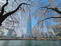 석촌호수 벚꽃은 이미 만개! 늦기 전에 꽃놀이 즐겨요~ | 서울시 - 내 손안에 서울 석촌호수 벚꽃은 이미 만개! 늦기 전에 꽃놀이 즐겨요~