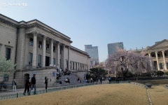 더 늦기 전에! 서울 4대 궁궐에서 봄꽃 즐기기 | 서울시 - 내 손안에 서울 더 늦기 전에! 서울 4대 궁궐에서 봄꽃 즐기기