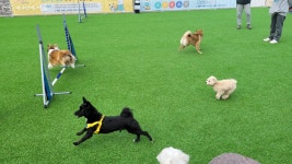 목줄 풀고 뛰어볼까? 반려견과 한강공원 산책간다면 여기! | 서울시 - 내 손안에 서울